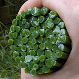 A hand is holding a cluster of green, leaf-shaped objects, which appear to be some sort of natural or organic material.