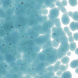 Sea Blue Transparent Glass Frit Coarse Bullseye COE 90 Fusible
