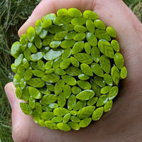 A hand holding a circular arrangement of green leaves.