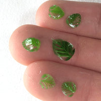 a close-up view of a person's fingers with several small, green leaf-shaped objects on them.