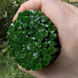A hand is holding a circular arrangement of green glass rods or sticks, which appear to be made of a material that resembles a type of glass or a similar material.