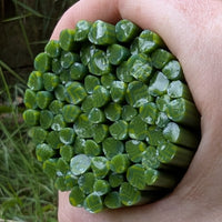 A hand is holding a cluster of green, leaf-shaped objects, which appear to be some sort of natural or organic material.