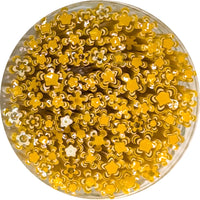French Vanilla and Marigold Flowers Murrine Sticks COE 90 Fusible Glass MSFL-010605