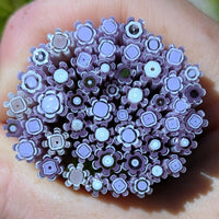 Gold Purple and Neo Lavendar Flowers Murrine Sticks COE 90 Fusible Glass MSFL-021212