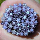 Gold Purple and Neo Lavendar Flowers Murrine Sticks COE 90 Fusible Glass MSFL-021212
