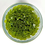 Spring Green and Clear Leaves Murrine Sticks COE 90 Fusible Glass MSLE-012524