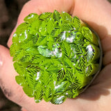 Spring Green and Clear Leaves Murrine Sticks COE 90 Fusible Glass MSLE-012524