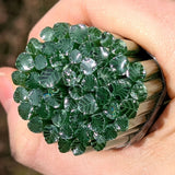 Dark Forest Green and Clear Leaves Murrine Sticks COE 90 Fusible Glass MSLE-022823