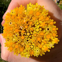 Opaque Yellow and Orange Flower Murrine Sticks COE 96 Fusible Glass MSFL-021118-96