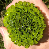 Pea Pod Green and Clear Leaves Murrine Sticks COE 90 Fusible Glass MSLE-022620