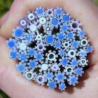 Petal Pink and Cobalt Blue Flowers Murrine Sticks COE 90 Fusible Glass MSFL-021616