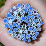 Petal Pink and Cobalt Blue Flowers Murrine Sticks COE 90 Fusible Glass MSFL-021616