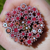 Salmon Pink and Deep Red Flowers Murrine Sticks COE 90 Fusible Glass MSFL-021010