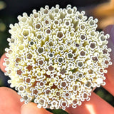 Snow Blossom Flowers Murrine Sticks COE 90 Fusible Glass MSFL-010718