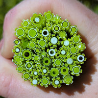 Spring Green Flowers Murrine Sticks COE 90 Fusible Glass MSFL-021414