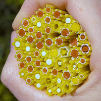 Sunflower and Burnt Orange Flowers Murrine Sticks COE 90 Fusible Glass MSFL-020909