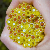 Sunflower and Burnt Orange Flowers Murrine Sticks COE 90 Fusible Glass MSFL-020909