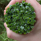 A hand holding a circular arrangement of small, green leaves or plant parts.