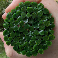 A hand holding a circular arrangement of green, leaf-like objects with a repeating pattern of diagonal lines.