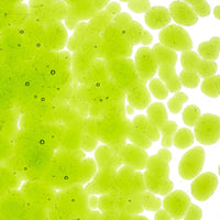 Spring Green Transparent Glass Frit Coarse Bullseye COE 90 Fusible