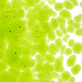 Spring Green Transparent Glass Frit Coarse Bullseye COE 90 Fusible